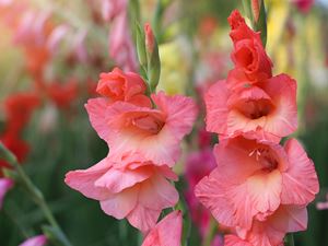 gladiolus