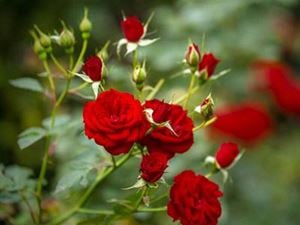 Roses