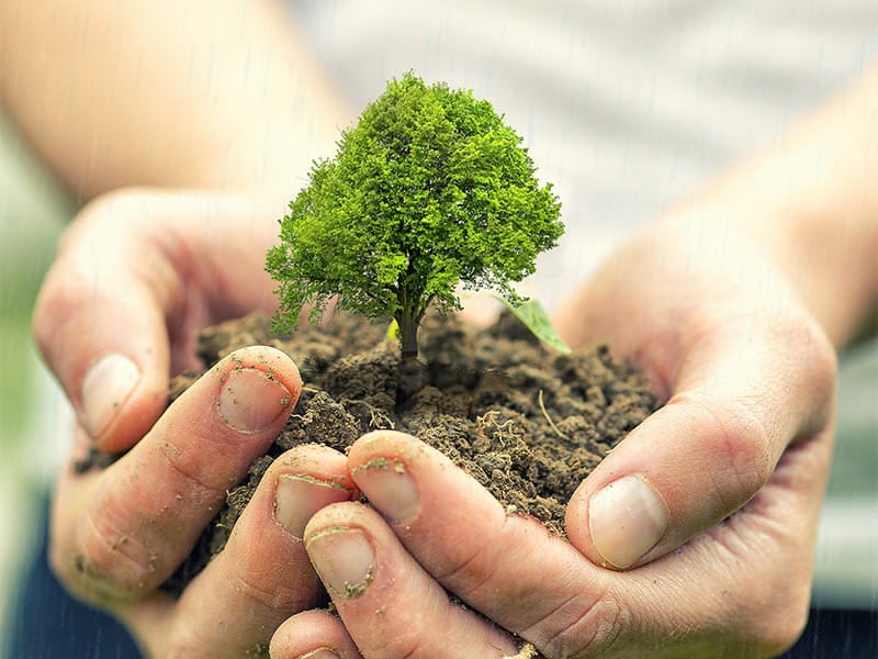 6 Reasons to Plant Trees in Israel l The Symbol of 