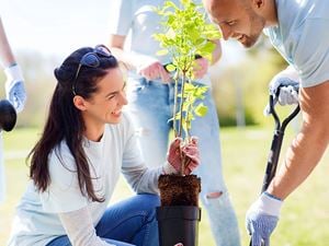 couple volunteering