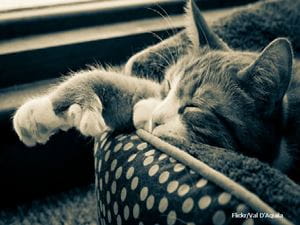 lazy cat flickr1