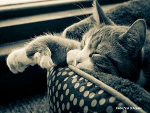 lazy cat   flickr1