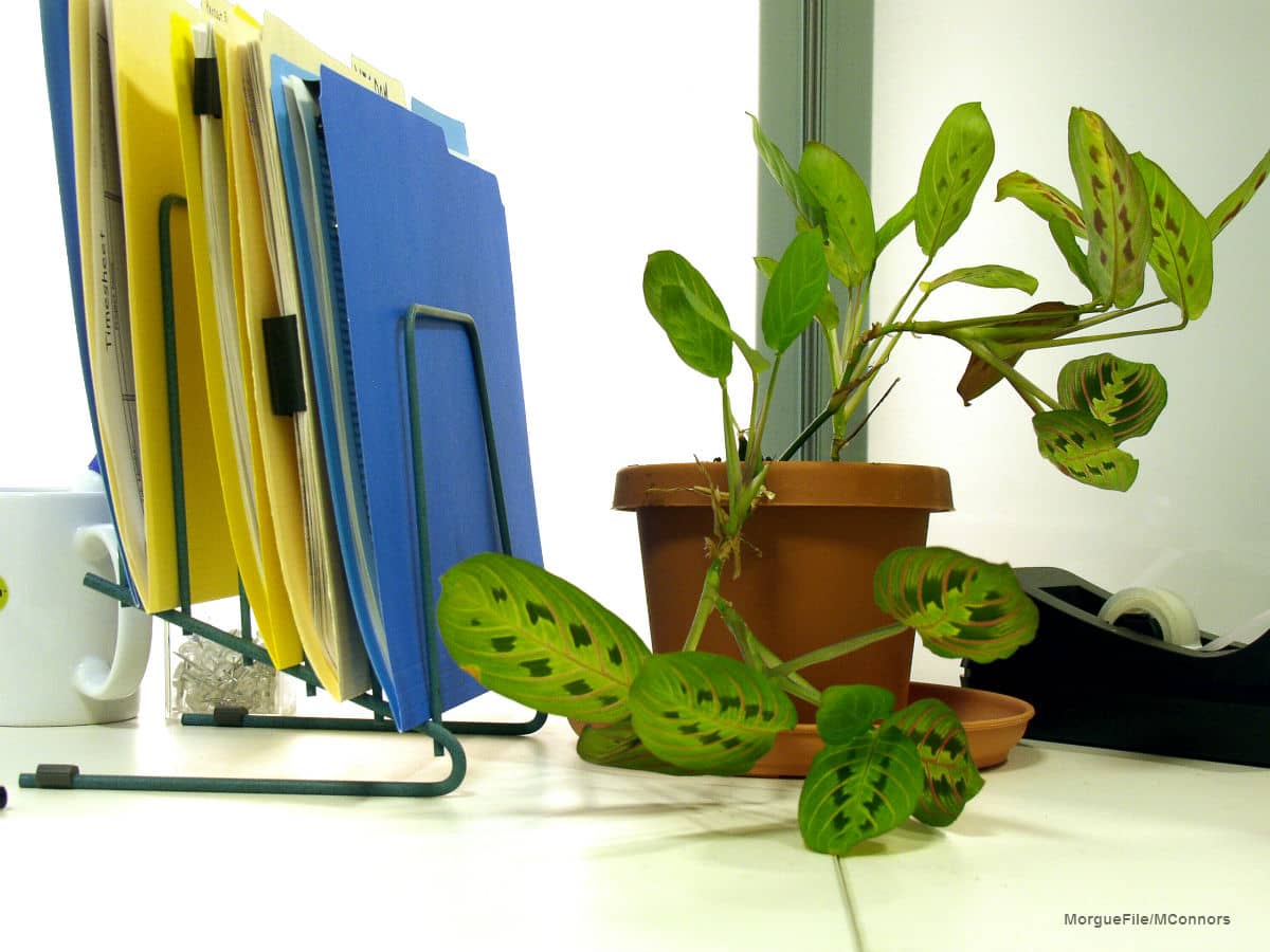 Desk Plant