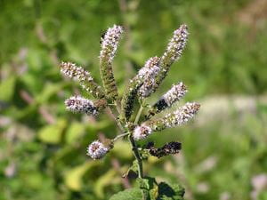 Hyssop