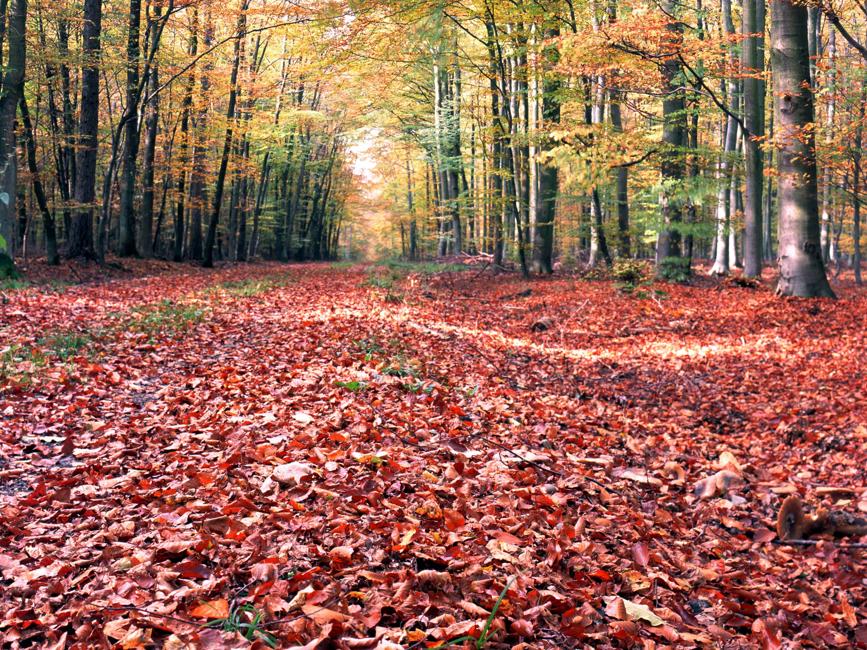 Осенний ковер в лесу