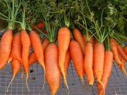 carrots