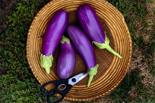 7 Steps to Living a Real Life with Real Food