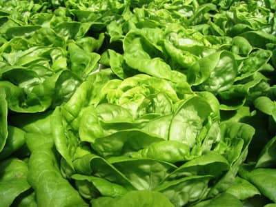 Field of Spinach heads