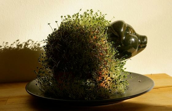 Chia Seeds: More than Just a Pet