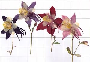 pressed flowers