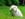 Droopy eared fuzzy bunny