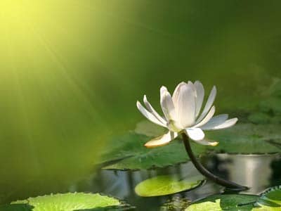 Water lily on pond