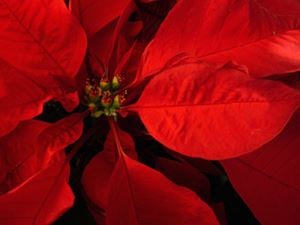 Poinsettia