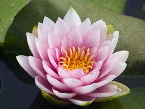 Pink Lotus