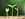 green shoots growing - how to grow