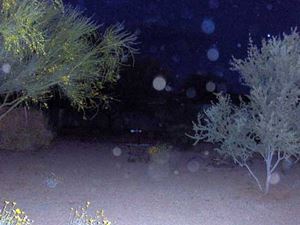 Angel spirit orbs pictures