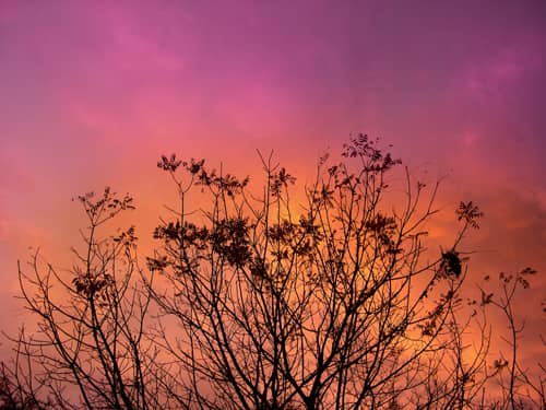 bramble silhouetted against pink sky