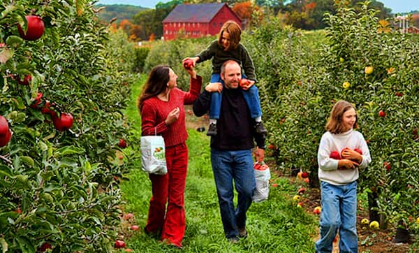 apple picking as a family