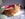 Cute Cat Pictures