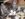 Cute Cat Pictures