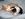 Cute Cat Pictures