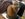 Cute Cat Pictures