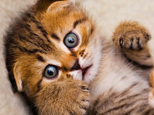 Orange tiger kitten with blue eyes