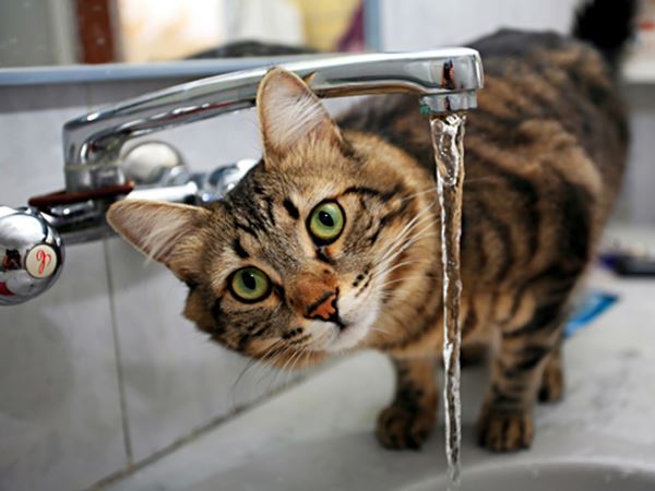 Pet Loss Quotes Cat لم يسبق له مثيل الصور Tier3 Xyz