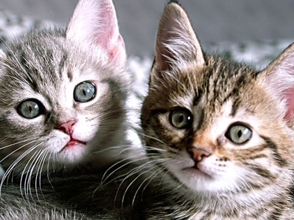 Two gray kittens with green eyes