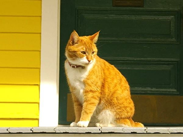 Yellow cat waiting on a porch yellow house