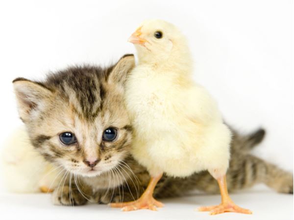Pet Prayers And Blessings Beliefnet