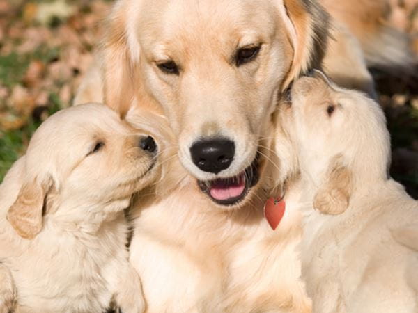 Pet Prayers: Mother golden labrador with her puppies