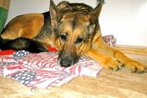 animal rescue, laura simpson, inspirational pet stories