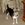 Your Inspiring Pets October 2007 CiscoMax