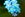 Forget-me-not Flowers