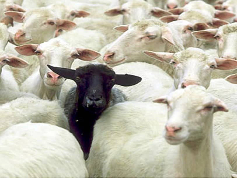 in-the-eyes-of-the-scapecoat-black-sheep-of-the-family-spiritual