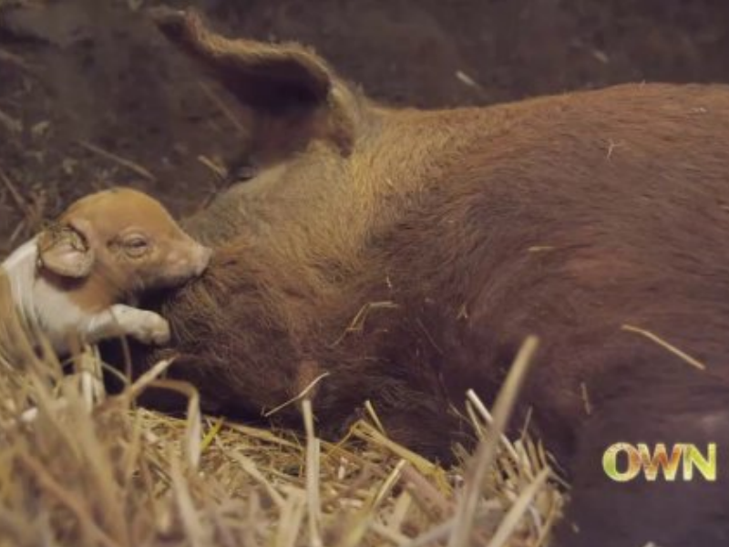 Little Piglets Save Their Dying Mother in This Touching Video Emma